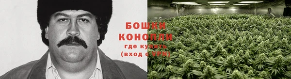 шишки Мегион
